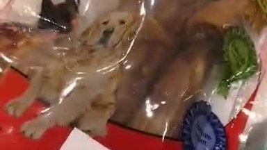 Jahmatav VIDEO | Rimis müügil olnud koeramaiuste seest leiti elusad putukad