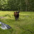 Eesti lehmad on ühed paremad piimaandjad Euroopas, aga surevad üha nooremalt