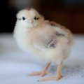 Tallegg: jõulukuul ostetakse ligi 60% rohkem kana kui tavakuul