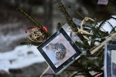 Loomade jõulupuu Viljandis