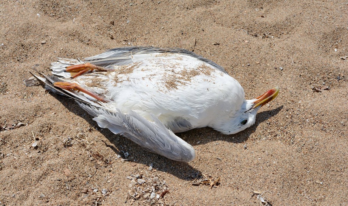 Pilt on illustreeriv ja tegemist ei ole konkreetse linnugrippi surnud kajakaga.