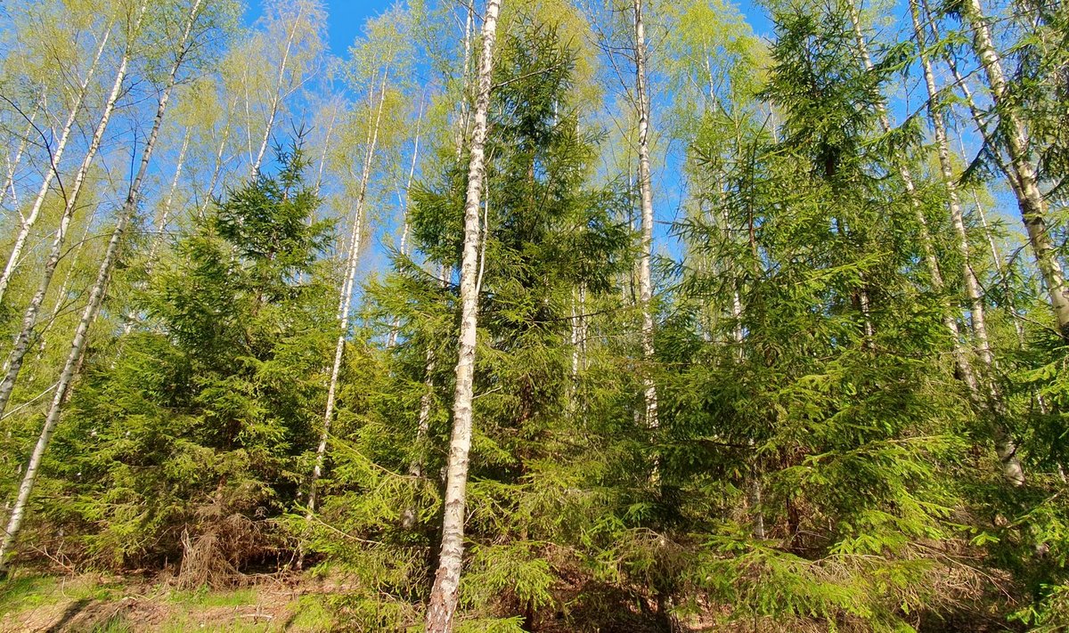 Eesti tingimustes tavalised kase-kuuse segametsad on tootlikud ning puhtpuistutest häiringukindlamad.