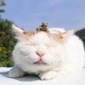 Suri maailma kõige rahulikum kass