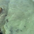 Осторожно! Вода в Какумяэ очистилась от энтерококков, но на пляже появились сине-зеленые водоросли