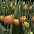 Kuidas pikendada tulpide eluiga?