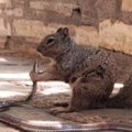 FOTO: Texases elavate oravatega ei jamata! Üks karvapall pistis terve mao pintslisse