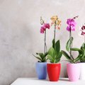Как оживить засохшую орхидею, цветы которой увяли: волшебный трюк