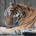 Tallinna loomaaed: tiiger Pootsman suri operatsiooni järel tüsistuste tõttu