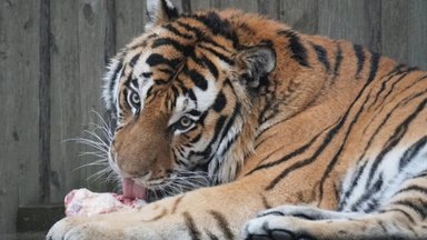 Опухоль, обнаруженная у тигра Боцмана из Таллиннского зоопарка, оказалась злокачественной