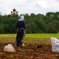 Чай, откровенные беседы и трактор “Беларус”: как проходит сбор картошки на монастырском поле в Куремяэ