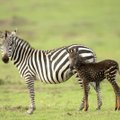 Необычная зебра в горошек появилась на свет в одном из заповедников Кении