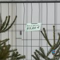 FOTOD: Vaata, millise hinnaga pakutakse tänavu jõulupuid