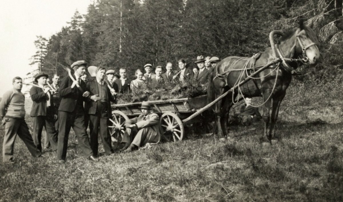 Kohalikud kooliõpilased Harglas Essemäel 1931. aastal metsa istutamas.