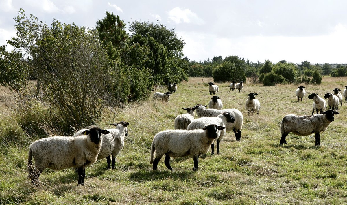 TAPPEV SAAR: sadade lammaste jaoks ei ole Vilsandi aastate jooksul olnud sugugi kena elupaik. Vastupidi, sadade kaupa pidid nad seal elu jätma. Omaniku arvates varastasid töötajad loomad ära ja ei hoolitsenud nende eest piisavalt. Endiste töötajate väitel ei saanud nad loomade tervist ja heaolu tagada tööandjast sõltunud põhjustel.