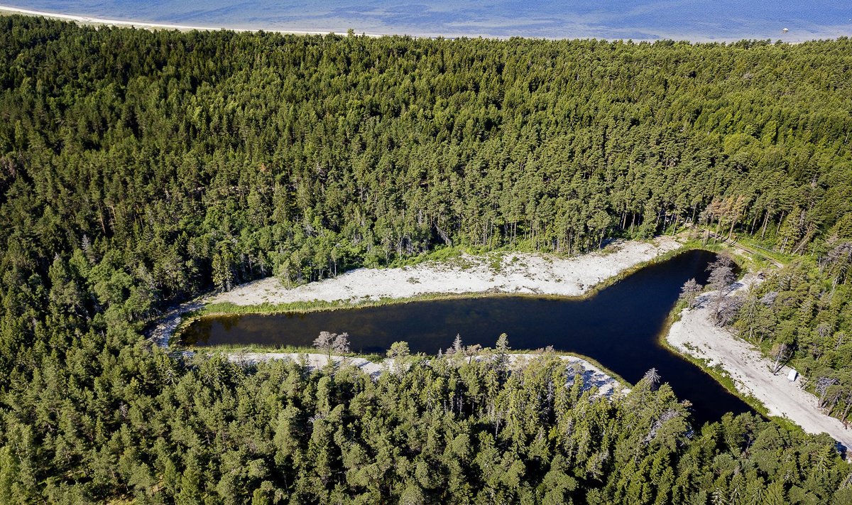 Alliko arenduse lõunapoolne tiik. Keskkonnaameti andmetel on seal vee alla jäänud III kaitsekategooria liigi lääne-mõõkrohu kasvukoht.