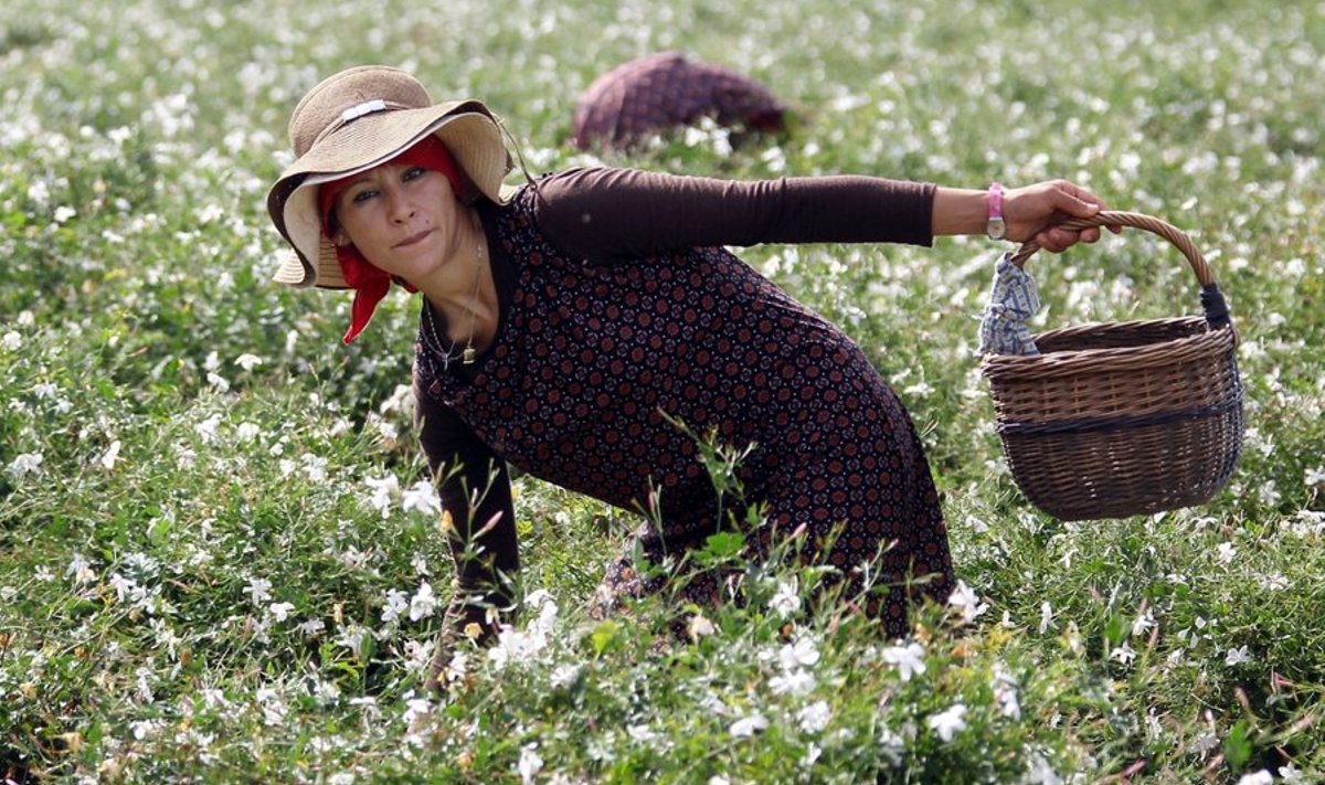 Naine jasmiinipõllul. Foto: Valery Hache, AFP