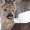 VIDEO: Perekond võttis lemmikloomaks ebatavalise metslooma, kui loomaaed ja looduskaitsjad temast keeldusid