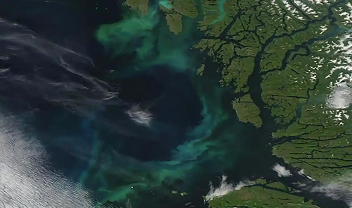 Fütoplanktoni vohamine Kanada ranniku lähedal