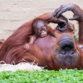 Esimene metsikus looduses: orangutanist sai esimene loom, kes kasutas haava ravitsemiseks ravimtaime