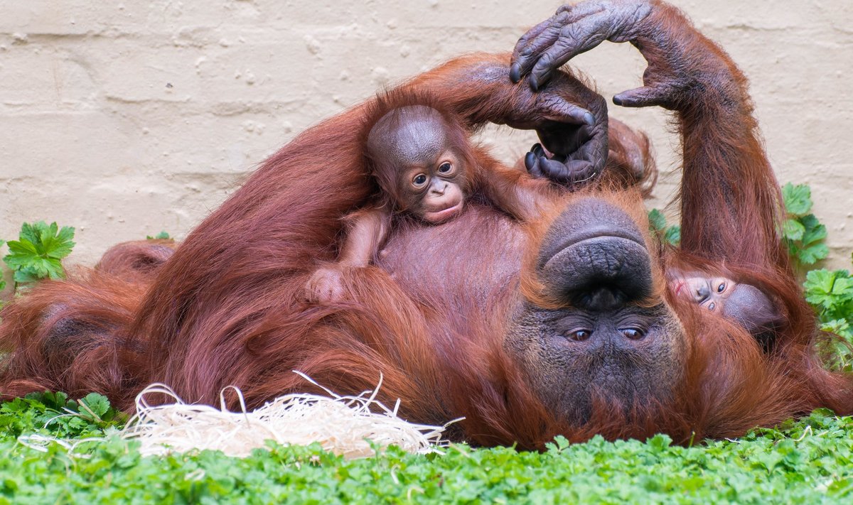 Teadlased täheldasid mängulist kiusamist orangutanide, šimpanside, bonobode ja gorillade puhul.