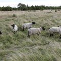 Hundid murdsid Orissaare vallas üksteist lammast