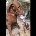 Nunnu VIDEO | Koer ei jäta sõpra hätta ja hoolitseb pisikese kitsetalle eest ise