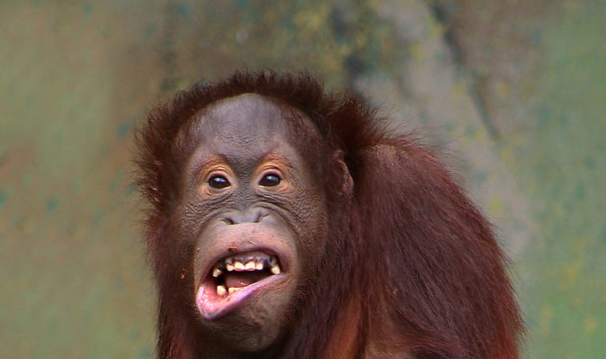Illustreerival eesmärgil pilt orangutanist (foto: Wikimedia Commons / Malene Thyssen)