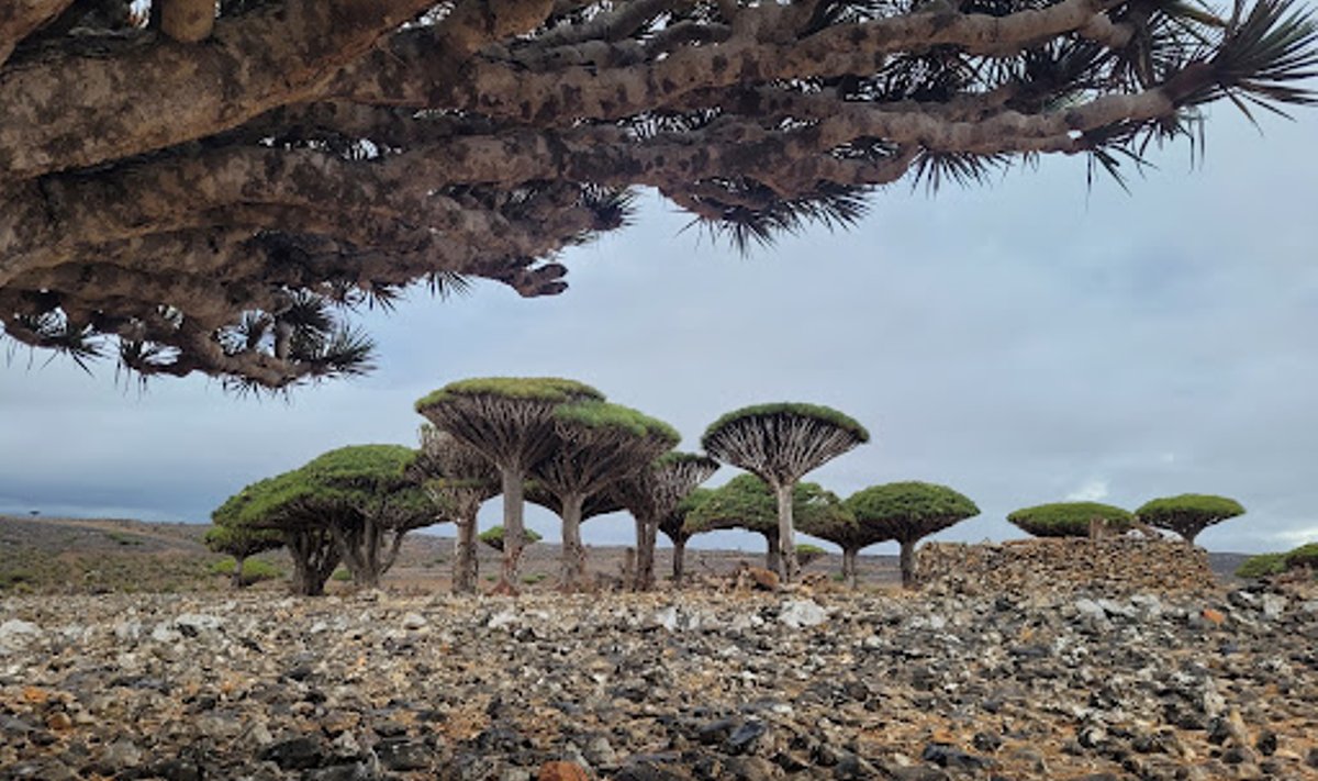 Sokotra draakonipuu ehk draakoniverepuu on üks omapärasemaid puid maailmas. Neil on omapärane kuju, miskit suure vihmavarju ja seene vahepealselt - puu lehed kasvavad ainult okste otstes ja on ülespoole suunatud.