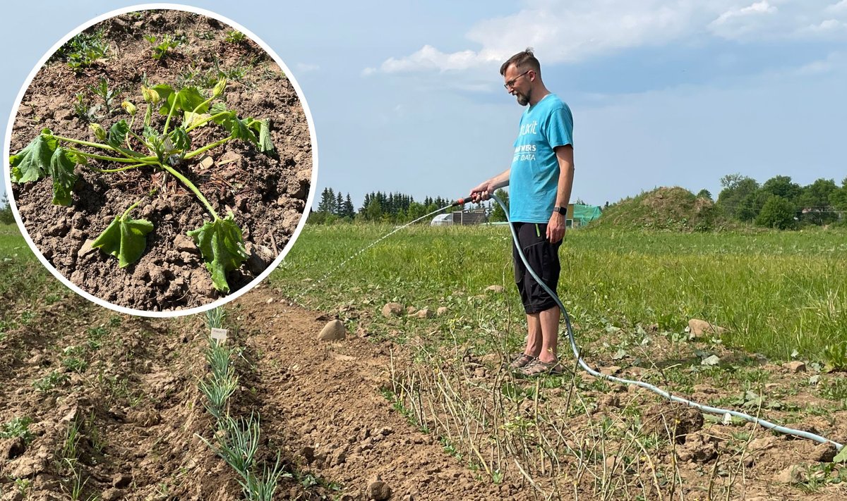 Aednikud ei jõua oma peenraid enam kuidagi ära kasta. Suure veevajadusega kõrvitsad vajuvad paratamatult longu.