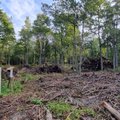 ФОТО | В Табасалу могли быть незаконно вырублены деревья
