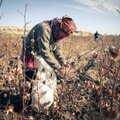 Inimõiguslaste raport süüdistab Maailmapanka: Usbekistanis lapstööjõu kasutamise osas pigistatakse silm kinni