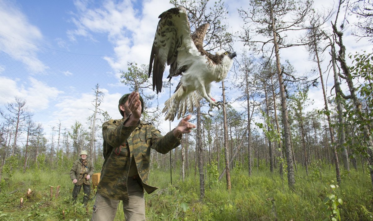 2002. aastal Emajõe-Suursoos sündinud ja Venemaale elama asunud isane kalakotkas Genka, olles jalga saanud punase Vene rõnga, võtab taas tuule tiibadesse.