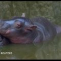 ARMAS UUSTULNUK: Mexico City uusim elanik on pisike jõehobu beebi