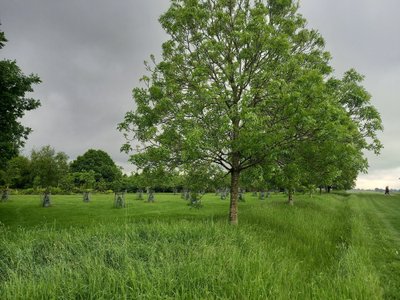 Puude tüvede kaitseks on pandud nende ümber võrgud või jäetud puudealune riba niitmata.