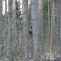 Появление в эстонском лесу енота вызвало переполох. Почему и что дальше?