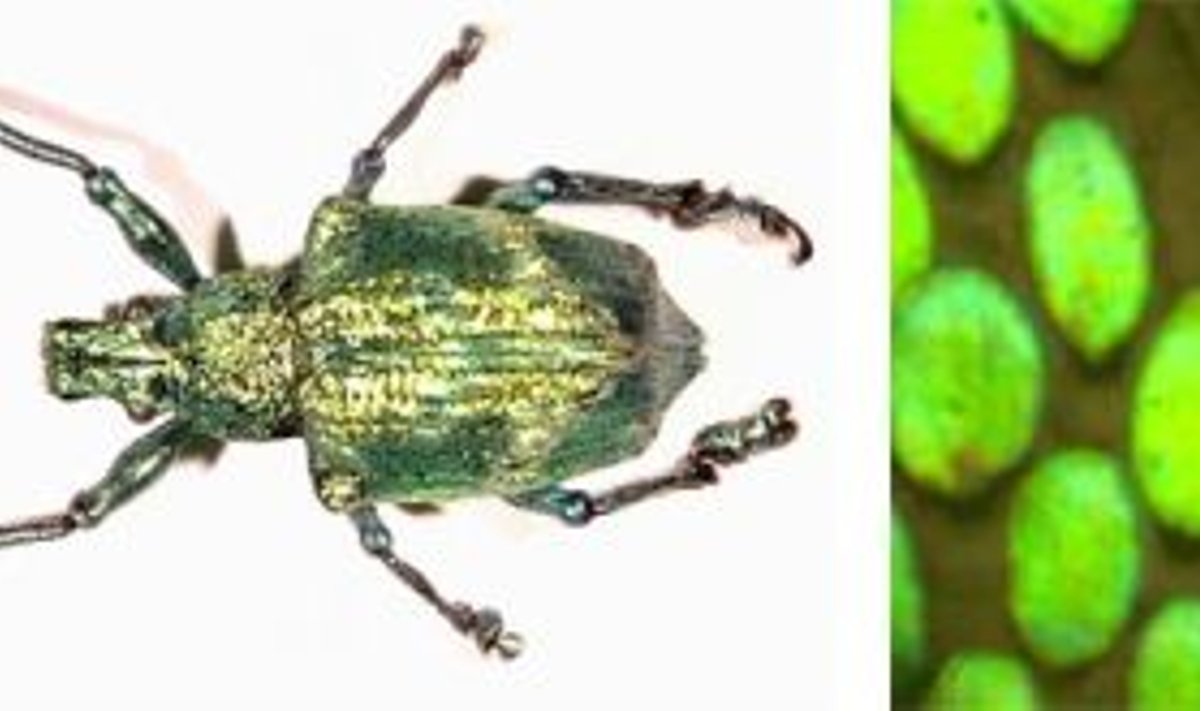 <b>Teemandid tolmus:</b> kahe ja poole sentimeetrise Brasiilia põrnika Lamprocyphus augustuse [üleval] soomused sisaldavad footonkristalle, mis annavad putukale tema ainulaadse rohelise läike. paremal asuval pildil peegeldavad põrnika üksikud soomused kii