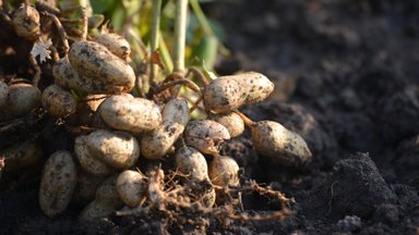 Maapähklid kasvavad mulla sees ja meil on neid täitsa võimalik kasvuhoones kasvatada