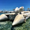Персидский кот-путешественник, который любит плавать, стал звездой соцсетей