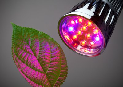 Vaid teatud värvi valgus soodustab taimede ainevahetust.