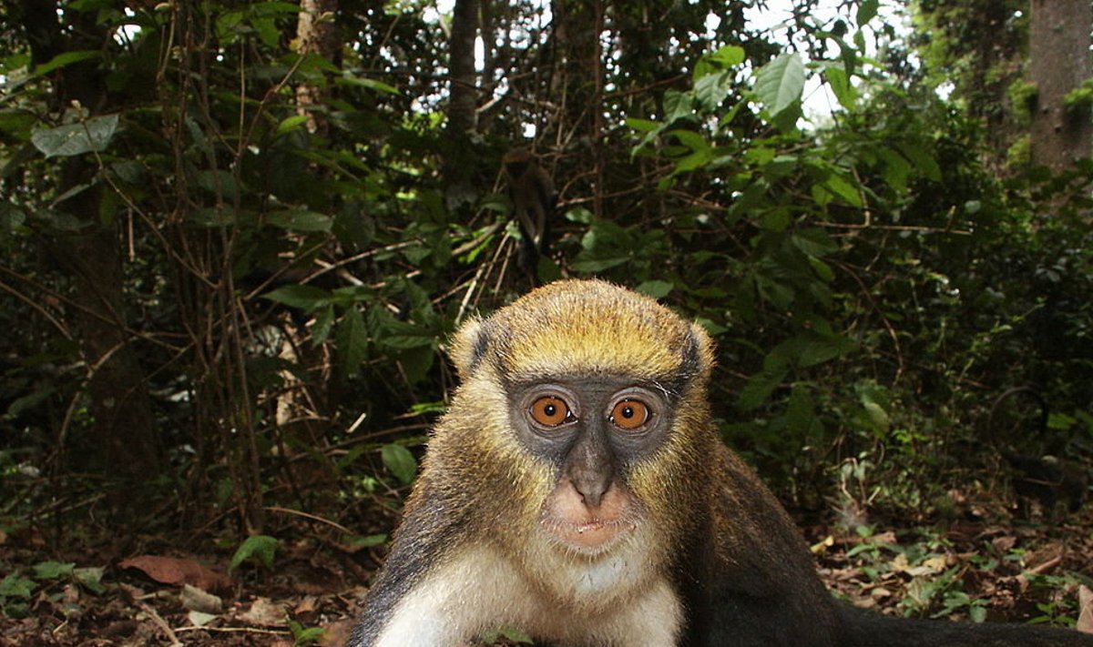Primaadid on sõnaosavamad kui arvatagi oskame