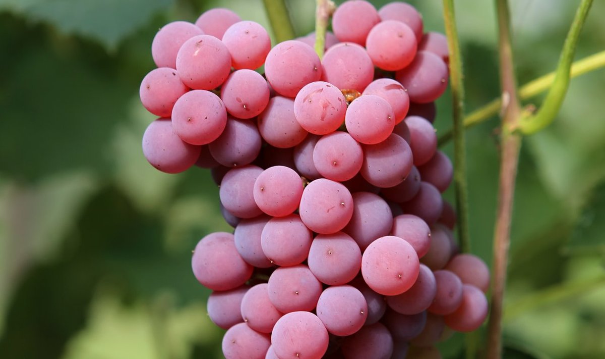 Viinamarjakobarad peaksid lehtede seest kenasti välja paistma, et need ühtlaselt küpseda saaks