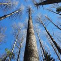 KAART, FOTO | Üllatuslik leid: riigimetsast avastati Eesti kõrgeim haavapuu!