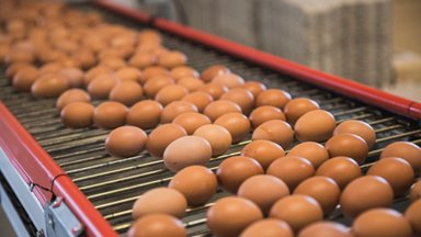 Puurikanade piinade lõppemise hind on 10 eurot munakarbist?