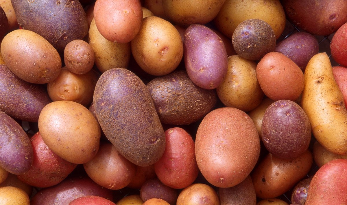 Õiget sorti kartul annab roale parima maitse.