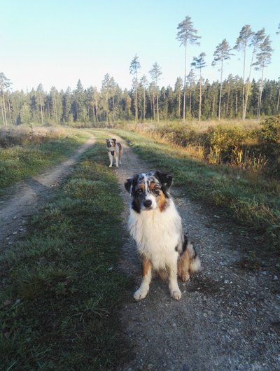 Sandy ja Zoey varahommikusel jalutuskäigul looduses