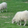 Raudteefirma sõlmis lammastega lepingu - rohu söömiseks
