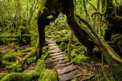  Yakushima saar, Jaapan