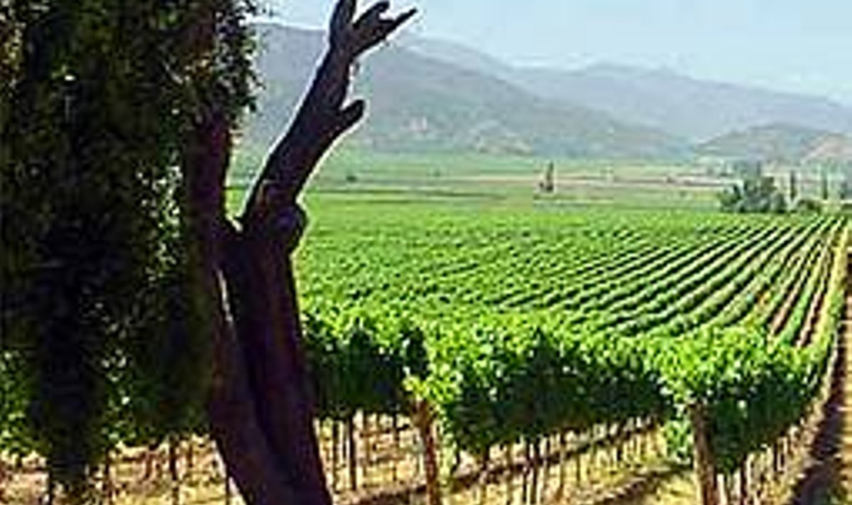 CASABLANCA: Tšiili üks uuemaid veinipiirkondi, kust on pärit kiita saanud Trio Chardonnay kõik marjad. PERNOD RICARD