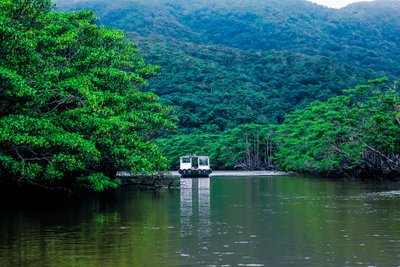Okinawa Iriomote saarel saab sõita paadiga mangroovisalus.