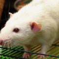 Virtuaalsed vurrud aitavad rottide kompimismeelest aru saada
